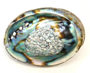 Abalone Shell for Smudging - ZenJen shop